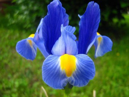 Leyenda y mitología de la flor Iris 1