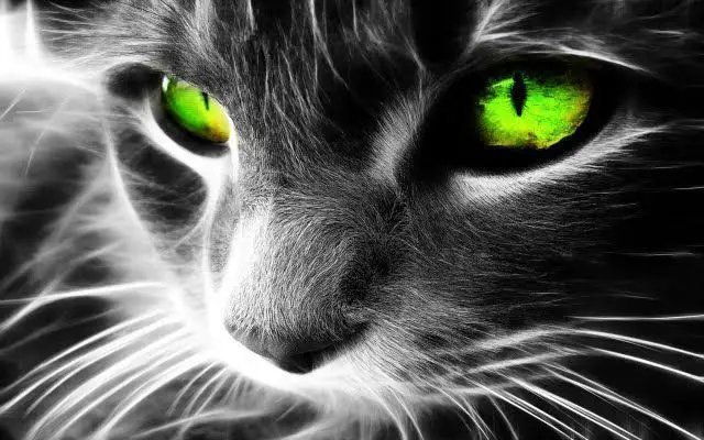El gato te protege a tí y a tu hogar contra espíritus malignos 2