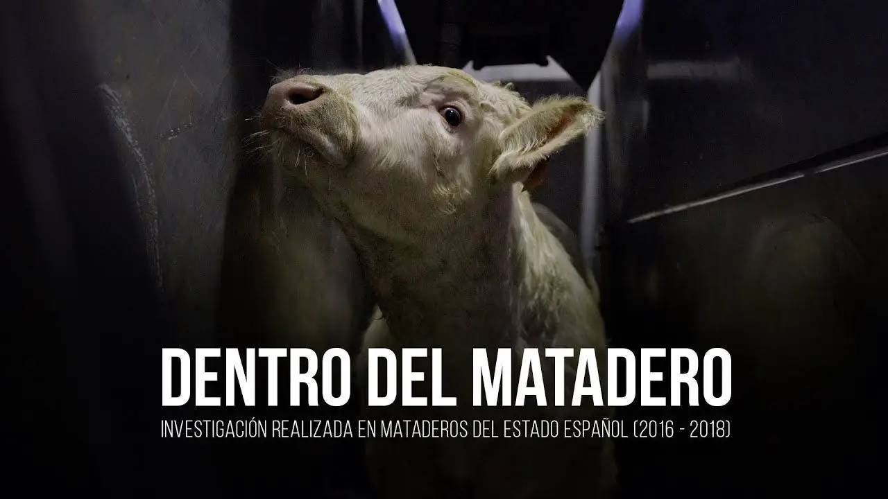 Dentro del matadero: una investigación sobre la matanza industrial de animales en España 1