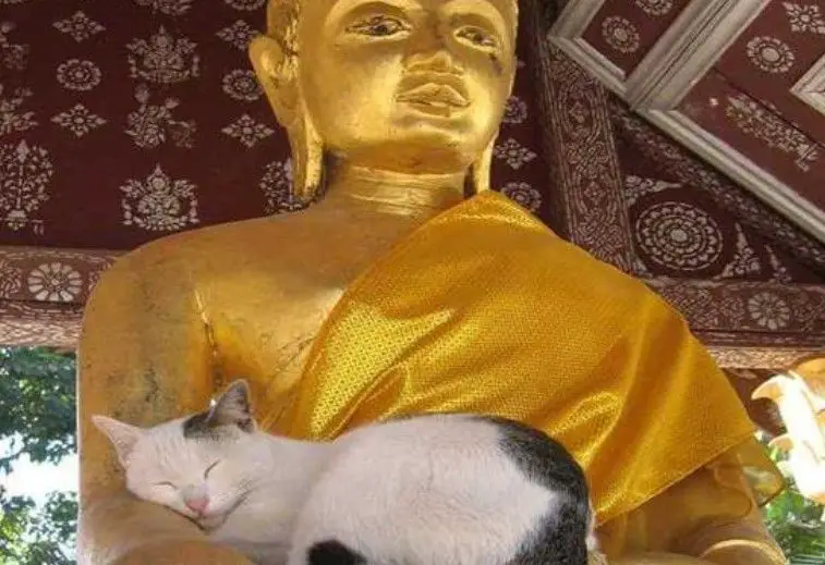 leyenda budista y los gatos