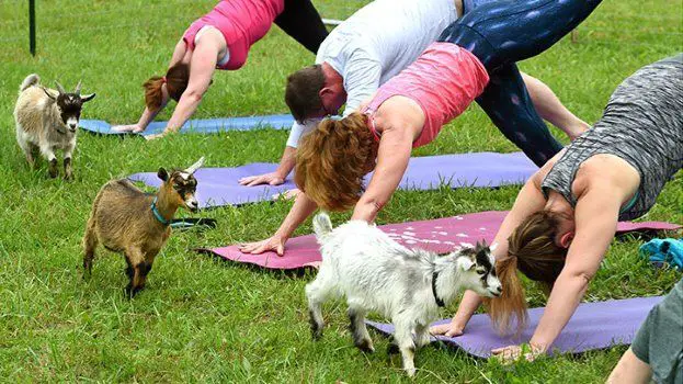 9 tipos de yoga en tendencia, ¡Qué locura!, o ¿no? 2