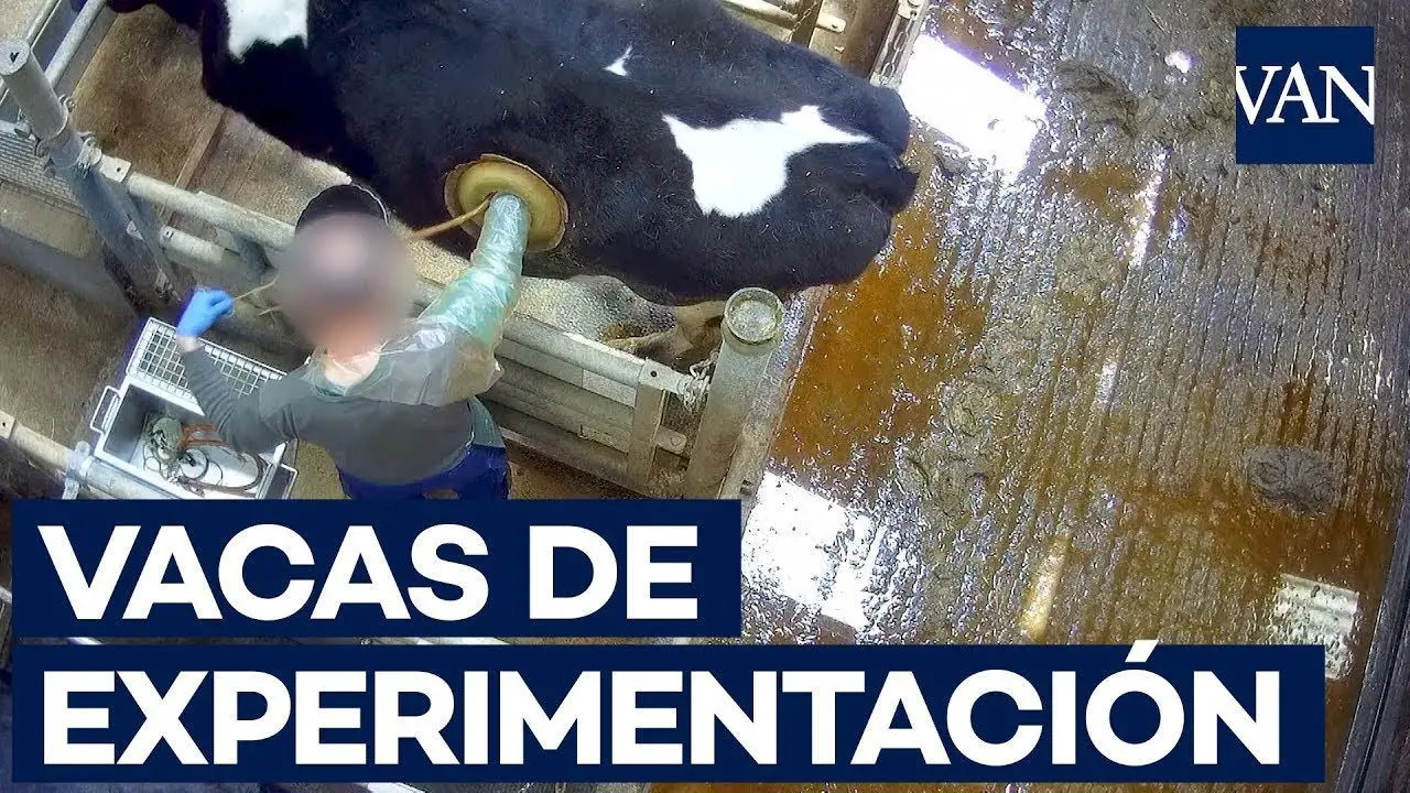 Vacas con agujeros en el lomo: vuelve el escándalo en la ganadería francesa 3