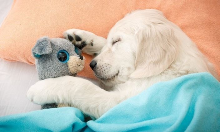 5 beneficios de dormir con tu perro 4