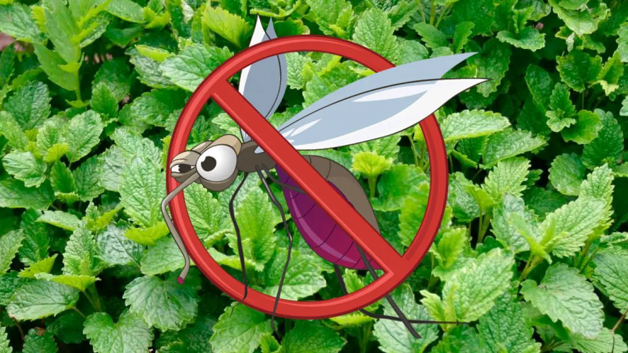 12 plantas que repelen los mosquitos de manera natural 2